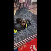 Yorkshire Terrier - Dogs