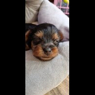 Yorkshire Terrier - Dogs