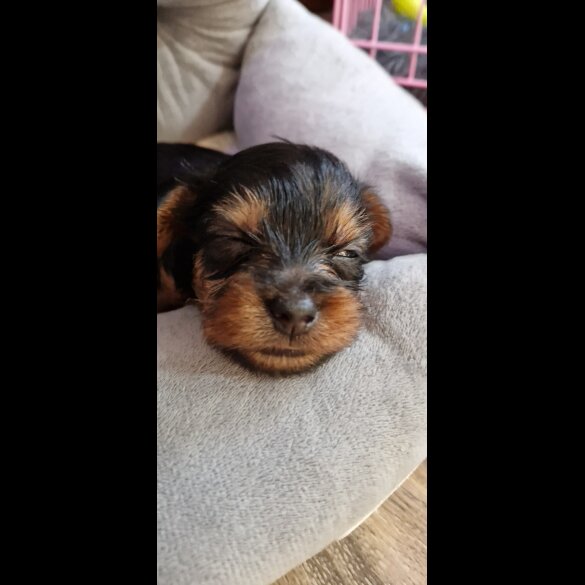 Yorkshire Terrier - Dogs