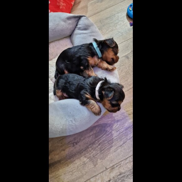 Yorkshire Terrier - Dogs