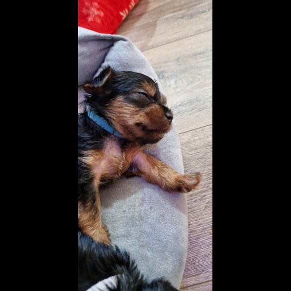 Yorkshire Terrier - Dogs