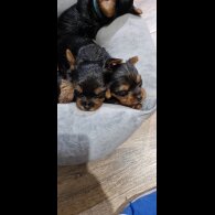 Yorkshire Terrier - Dogs