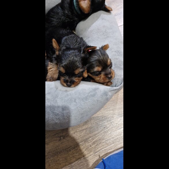 Yorkshire Terrier - Dogs