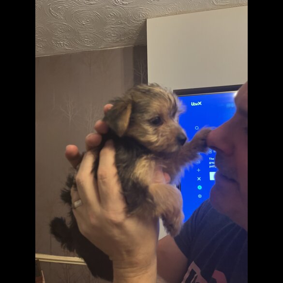Yorkshire Terrier - Both