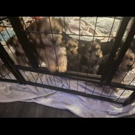 Yorkshire Terrier - Both