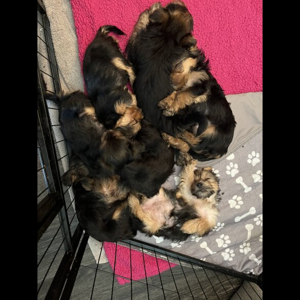 Yorkshire Terrier - Both