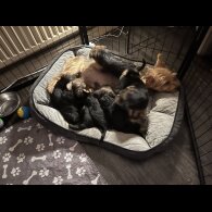 Yorkshire Terrier - Both