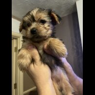 Yorkshire Terrier - Both