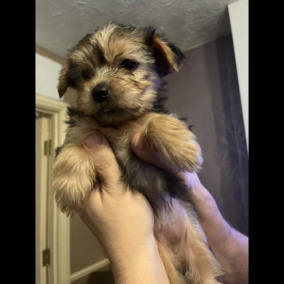 Yorkshire Terrier - Both