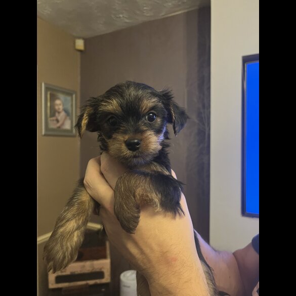 Yorkshire Terrier - Both