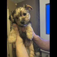 Yorkshire Terrier - Both