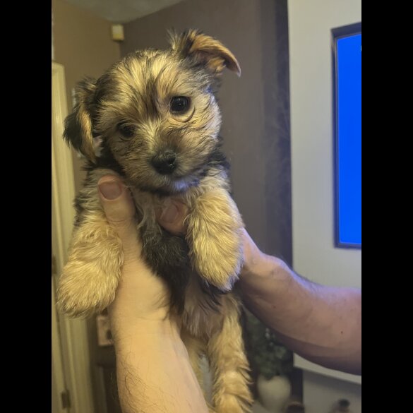 Yorkshire Terrier - Both