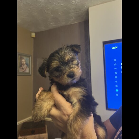 Yorkshire Terrier - Both