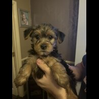 Yorkshire Terrier - Both