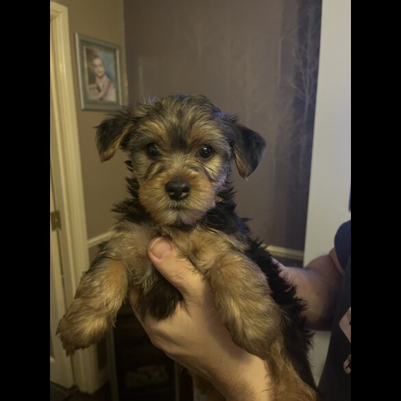 Yorkshire Terrier - Both