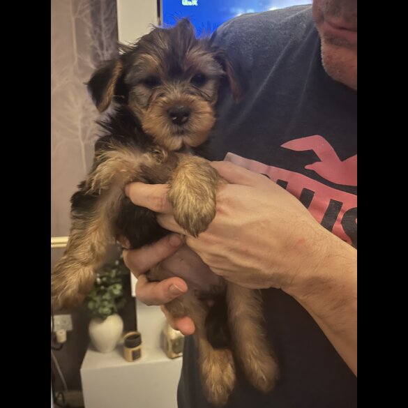Yorkshire Terrier - Both