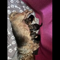 Yorkshire Terrier - Both