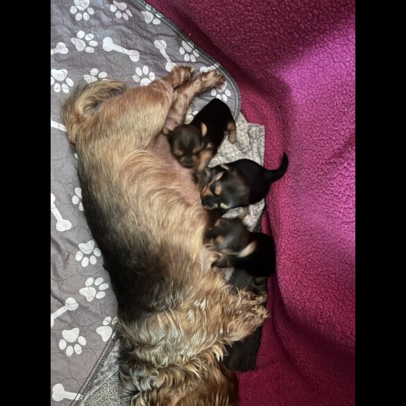 Yorkshire Terrier - Both