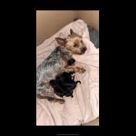 Yorkshire Terrier - Both