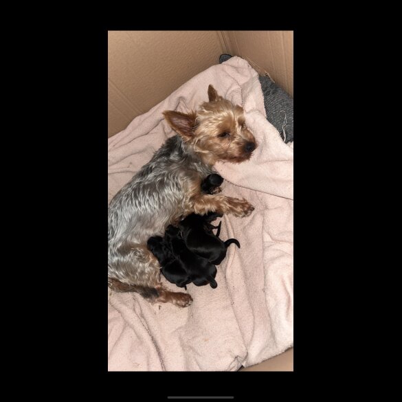 Yorkshire Terrier - Both