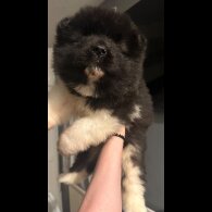Akita - Both