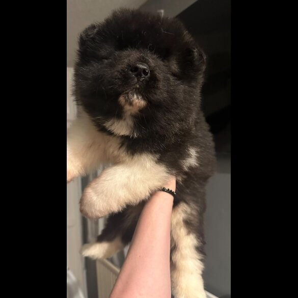 Akita - Both