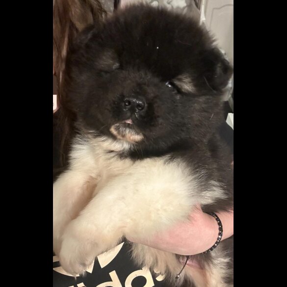 Akita - Both