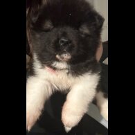 Akita - Both