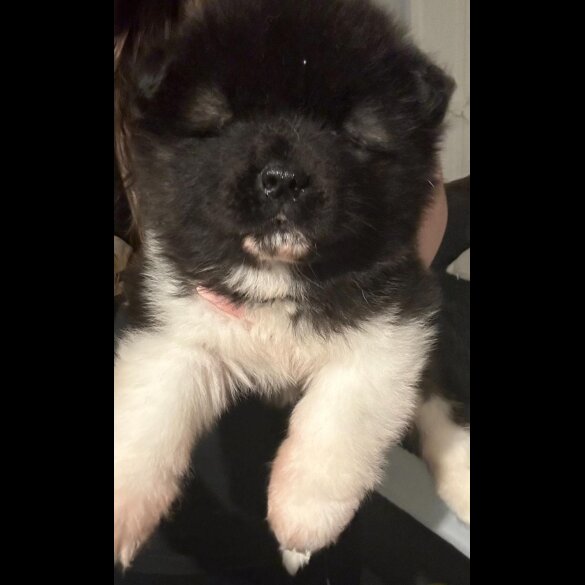 Akita - Both