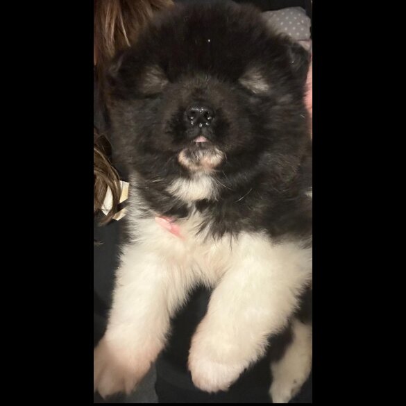 Akita - Both
