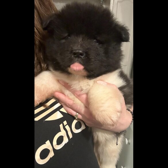 Akita - Both