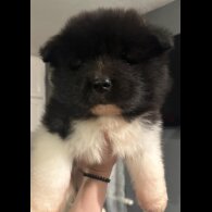Akita - Both