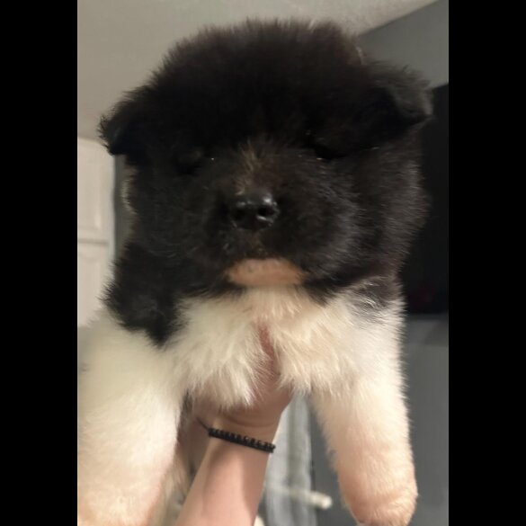 Akita - Both