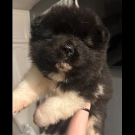 Akita - Both