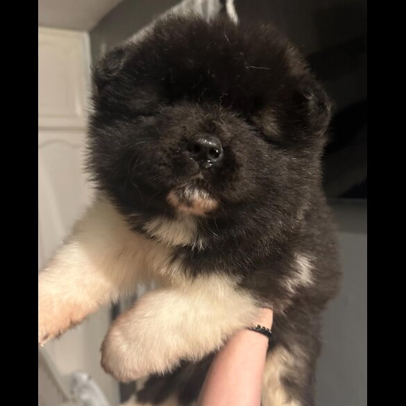 Akita - Both