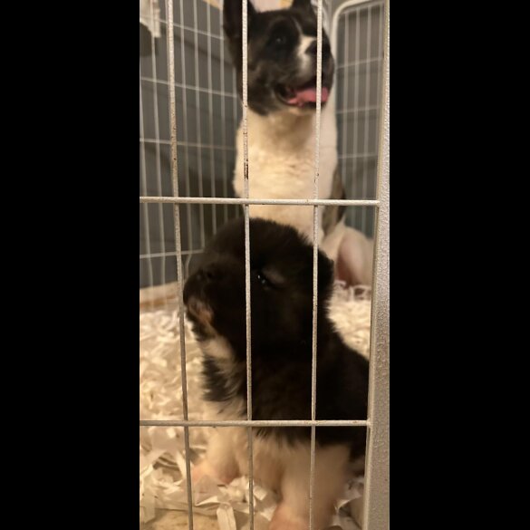 Akita - Both