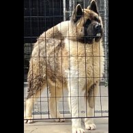 Akita - Both