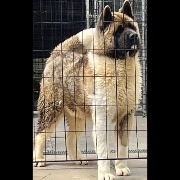 Akita - Both