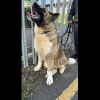 Akita - Both