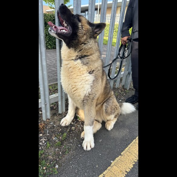 Akita - Both