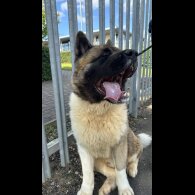 Akita - Both
