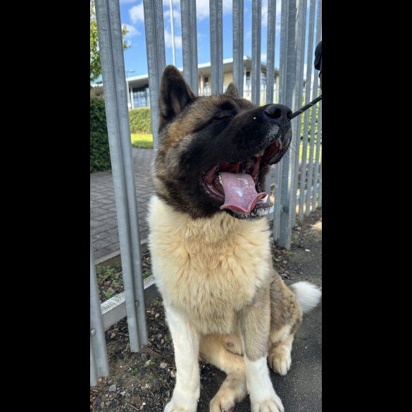 Akita - Both