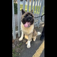 Akita - Both