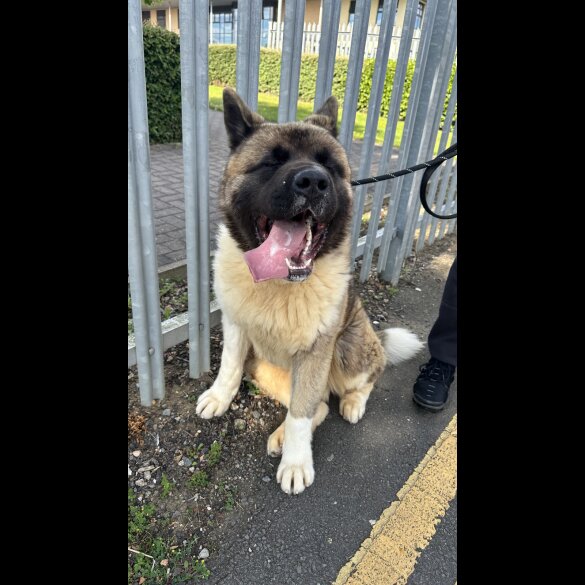 Akita - Both