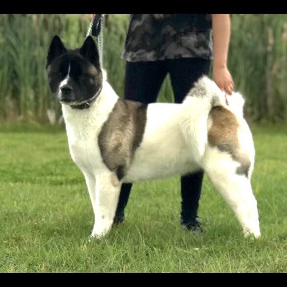 Akita - Both