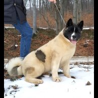 Akita - Both