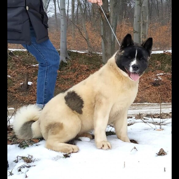Akita - Both