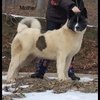 Akita - Both