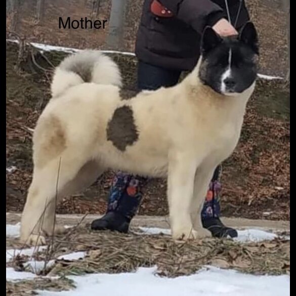 Akita - Both