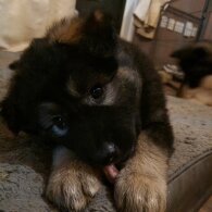 Alaskan Malamute - Both